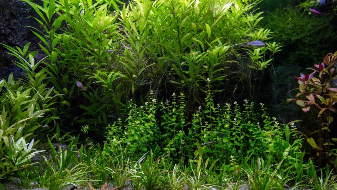 What is Aquascaping
