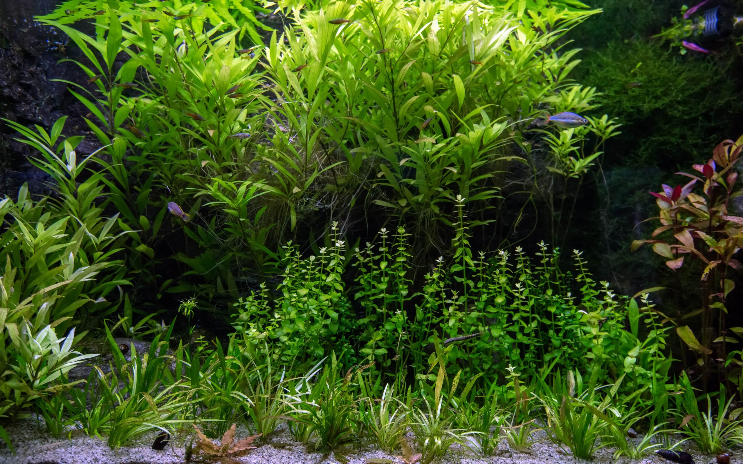 What is Aquascaping